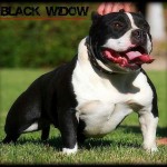 BLK_WIDOW!!!1