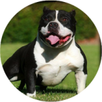 Breedings