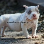 IMG_3569.JPG cbc rz