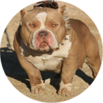 Juugg-breedings