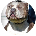 bluedimondbig
