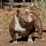 IMG_6815.JPG  chavez #1  rzzzz
