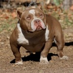 IMG_6813.JPG   cbc.jpg  fix  rz95