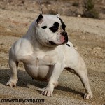 IMG_8821.JPG  cbc og.jpg  chavezbullycamp  rz 30RZZZZZZZZZZZZZZZZZZ